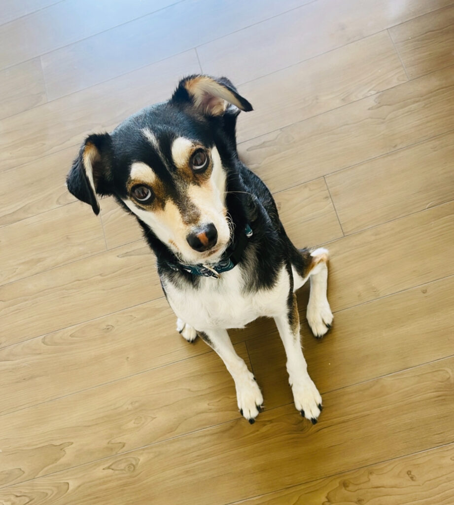 Shyllo, the proud Husky dad of Arizona Husky Chi puppies, standing with his striking markings and a loyal, playful expression.