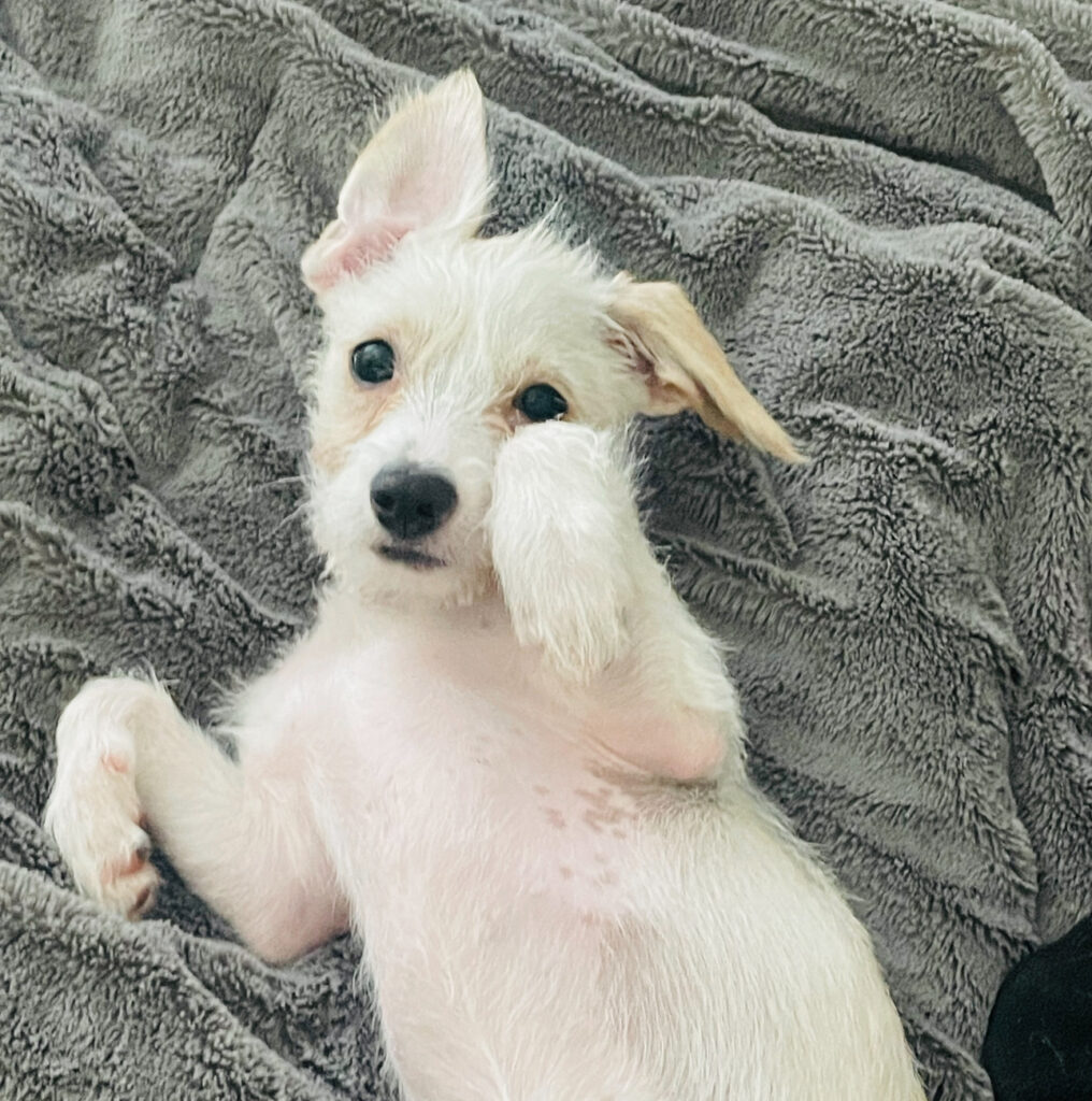 Chloe, the Husky-Chihuahua mom, lounging adorably on a cozy blanket.